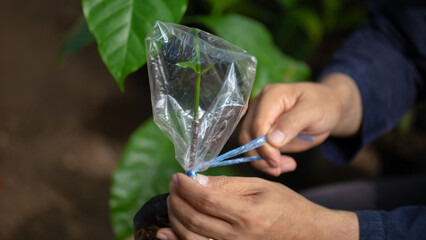 Grafting coffee shoots is a technique used to propagate coffee plants by joining a shoot from a...