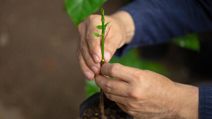 Grafting coffee shoots is a technique used to propagate coffee plants by joining a shoot from a...