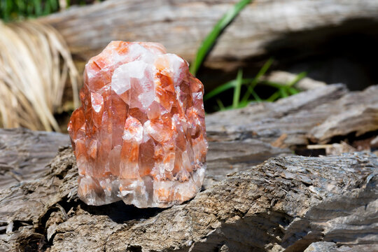 An image of a beautiful red calcite crystal resting on an rough and weathered driftwood log. 