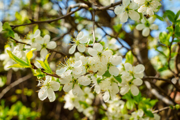 Beautiful background with cherry blossoms