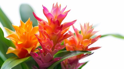 Naklejka premium Close up of Tropical flower isolated on white background, colorful vivid floral bouquet, spring season of blooming flower