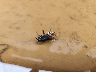 Photography of Vespa Affinis or Big Banded Wasp. stuck on the water