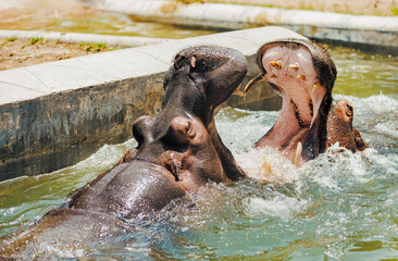 Close-Up Shot of Hippos in Water