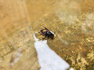 Photography of Vespa Affinis or Big Banded Wasp. stuck on the water