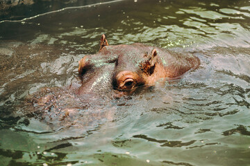 Close-Up Shot of Hippos in Water