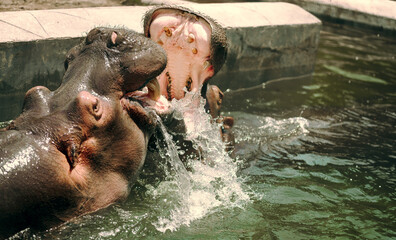 Hippos Showcasing Natural Behavior