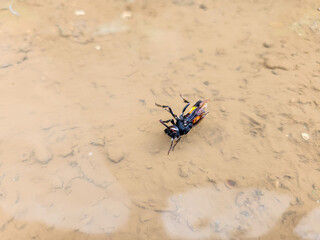 Photography of Vespa Affinis or Big Banded Wasp. stuck on the water