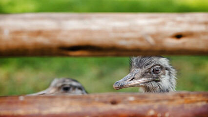 Ostrich Peering at the Camera