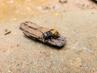 Photography of the Vespa Affinis or Big Banded Wasp. standing on wet wood