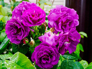 バラ 薔薇 赤紫色