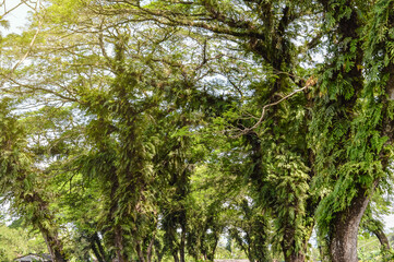 Obraz premium background of shady trees and clear skies