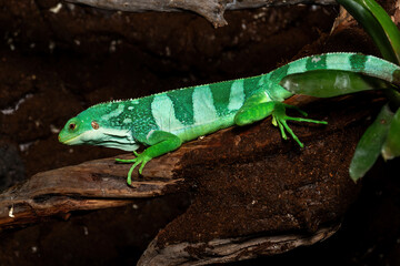 Male Fiji Banded Iguanas
(Brachylophus bulabula) are bright green lizard with crested spines and long tail. The species are found only on the Fiji islands.