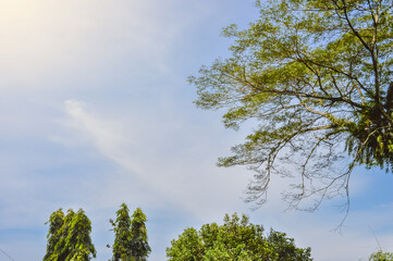 background of sunny blue sky and trees