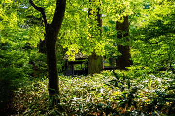 Fototapete bei efototapeten.de bestellen   