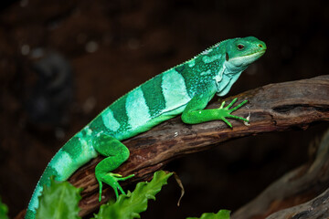 Male Fiji Banded Iguanas
(Brachylophus bulabula) are bright green lizard with crested spines and long tail. The species are found only on the Fiji islands.
