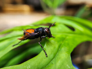 Photography of Vespa Affinis or Big Banded Wasp. who was silent on the green leaves