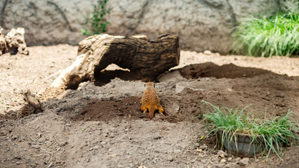 Meerkat Watching Over the Dunes