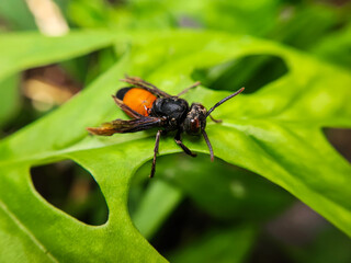 Photography of Vespa Affinis or Big Banded Wasp. who was silent on the green leaves