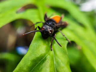 Photography of Vespa Affinis or Big Banded Wasp. who was silent on the green leaves