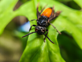 Photography of Vespa Affinis or Big Banded Wasp. who was silent on the green leaves