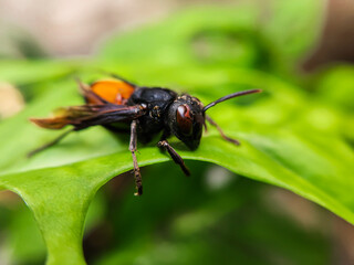 Photography of Vespa Affinis or Big Banded Wasp. who was silent on the green leaves