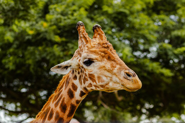 Close up of Giraffe Amongst Verdant Leaves