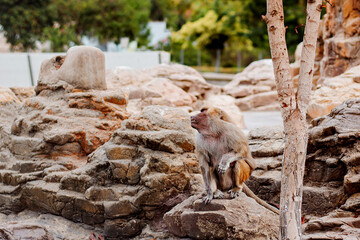 Contemplative Monkey in its Natural Habitat