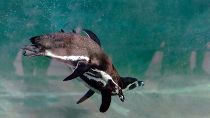 Naklejka premium Underwater Dynamics Penguins in Artificial Habitat