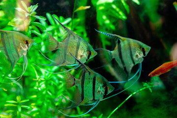 Angelfish Amongst Aquatic Flora
