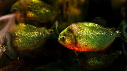 Closeup of piranhas in the zoo aquarium.