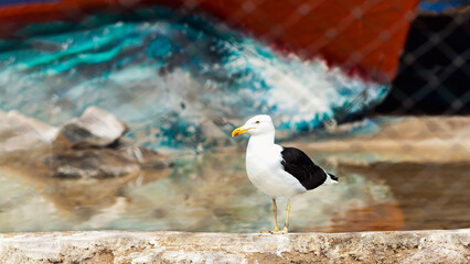 Seagulls by the Water's Edge