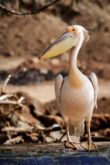Pélican perché sur une pirogue