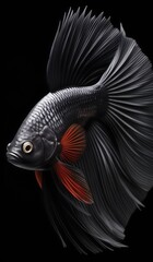 Fototapeta premium betta fish Double Tail or Double Tail Betta black