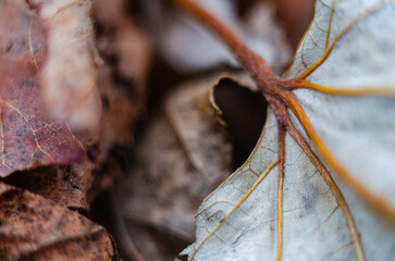 Autumn dry leaves lying together from different trees