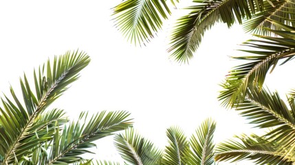 Palm tree s green leaves isolated against a white background