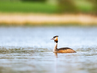 Great crested grebe,Close-up of duck swimming in lake