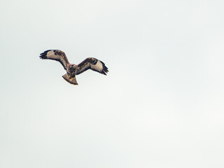 Birds of prey - Common Buzzard (Buteo buteo) isolated on white background