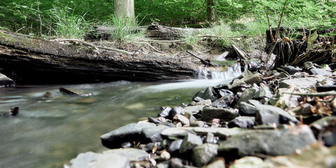 small stream in a forest, green leafs