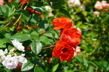 red rose bush