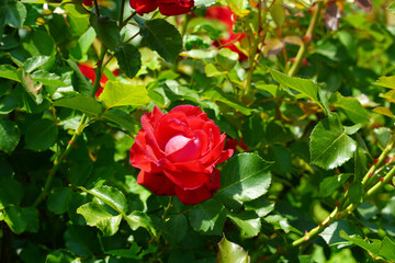 red rose in garden