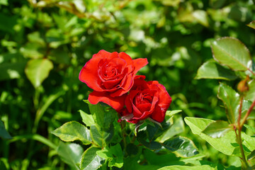 red rose in garden