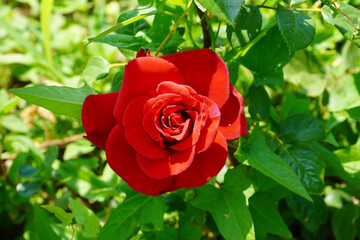 red rose in garden