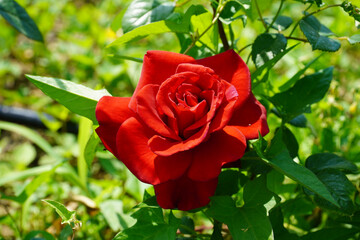 red rose in garden