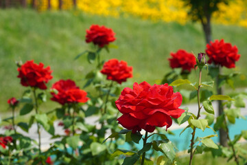 a beautiful rose in the weeds