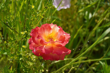 a beautiful rose in the weeds