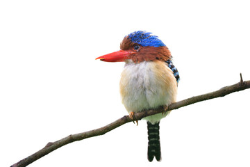 chubby bird with spiky hair calmly perch on twig isolated on white background, male of banded kingfisher