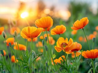 Yellow flowers with the option of tinting. Flower panorama for spring and summer. Heliopsis flowers in soft light on a blurred background for design and decoration.