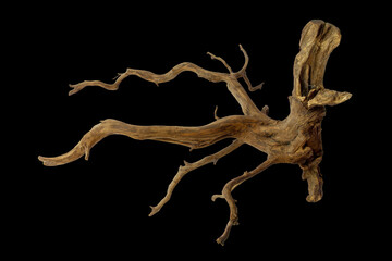 Fototapeta premium Unique stump driftwood with texture roots branched isolated on black background with clipping path