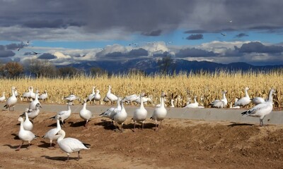 a  flock of  snow geese in front of a cornfield in their winter habitat of bernardo state wildlife...