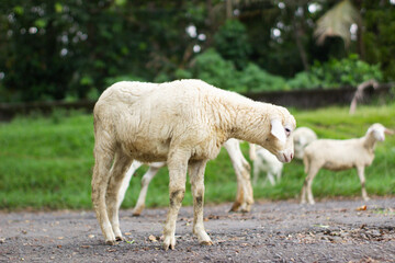 Fototapeta premium High-quality white sheep grazing in a lush green meadow